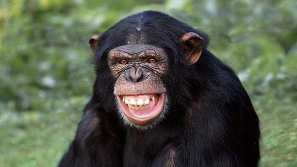 猩猩开心转圈圈表情包图片